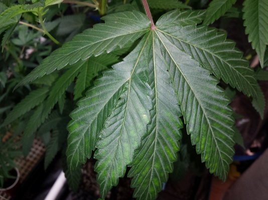 Gg#4, Killer Queen ( Lonestar's Cut ), An God's Gift An More In Paradise