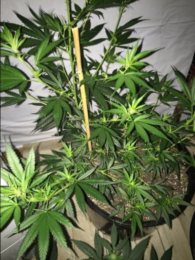 first-ever-legal-oregon-indoor-grow-1000w-hps-5.jpg
