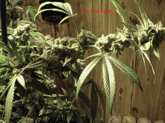 Bluzboy's October 30 2015 Ghost Og Harvest & Haul/yield