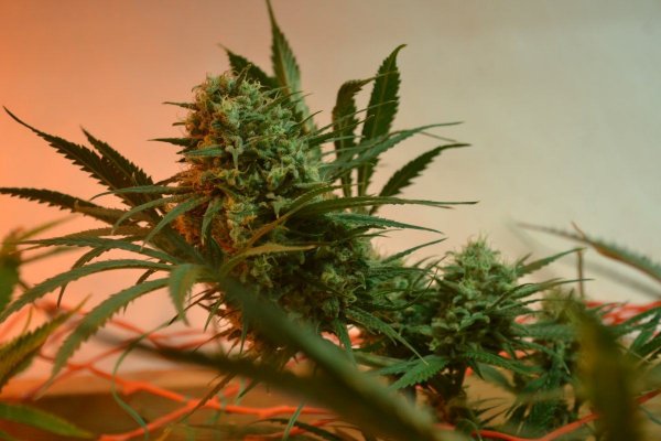 Lots Of New Strains 100% Organic.