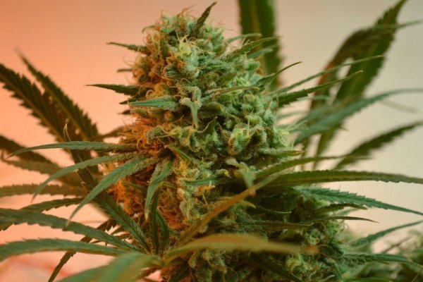 Lots Of New Strains 100% Organic.