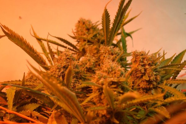 Lots Of New Strains 100% Organic.