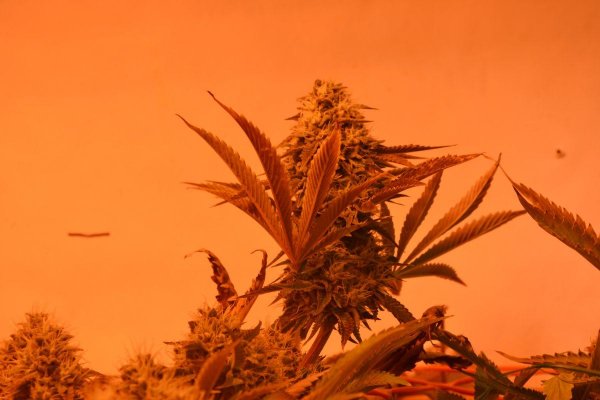 Lots Of New Strains 100% Organic.