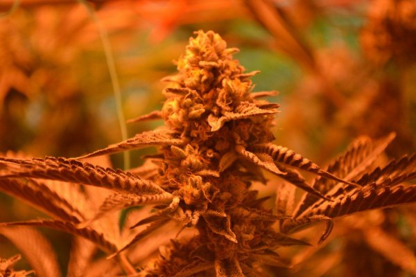 Lots Of New Strains 100% Organic.