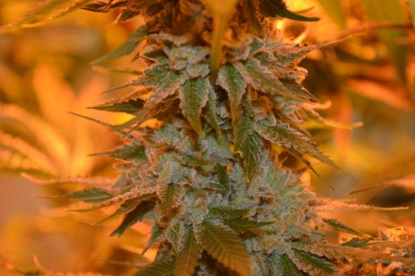 Lots Of New Strains 100% Organic.