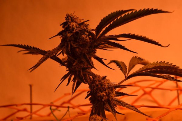 Lots Of New Strains 100% Organic.