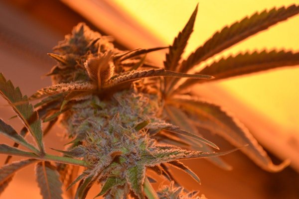Lots Of New Strains 100% Organic.