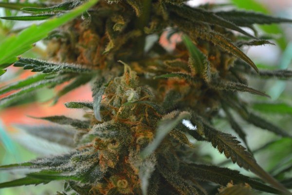 Lots Of New Strains 100% Organic.