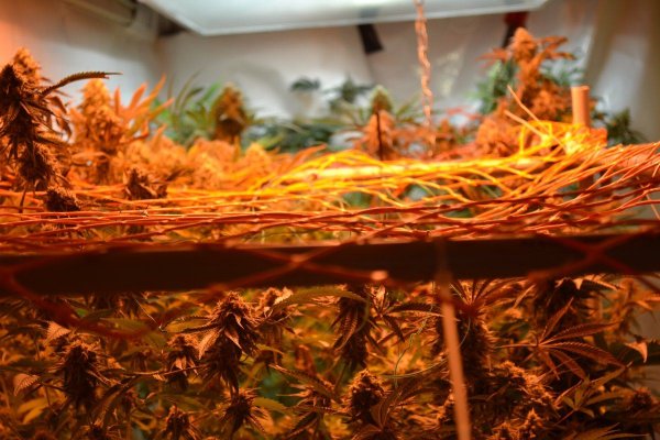 Lots Of New Strains 100% Organic.