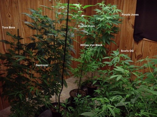Night Owls In The Garden -a Club For Evening Gardeners