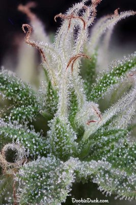 Doobieduck's Fine Cannabis Flowers