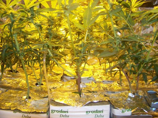 LovaLova First Grow Thread...Bubblegum, POG, Sensi Star