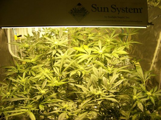 LovaLova First Grow Thread...Bubblegum, POG, Sensi Star