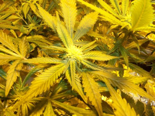 LovaLova First Grow Thread...Bubblegum, POG, Sensi Star