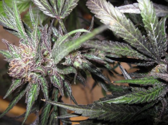 trainwreck haze