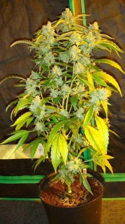east-coast-sour-dieselclone--gallery.jpg