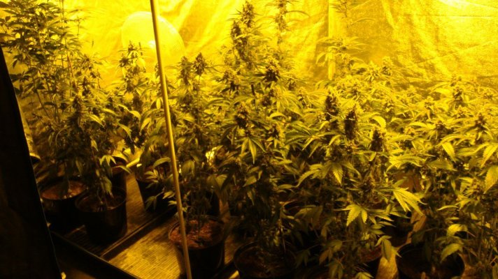 east coast sour diesel 2010 009.JPG