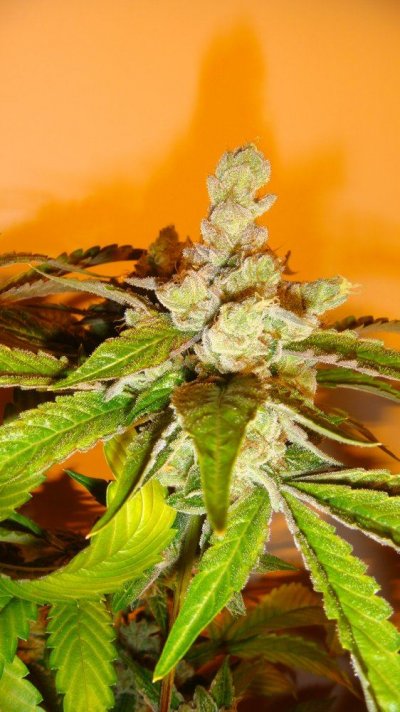 east coast sour diesel 2010 040.JPG