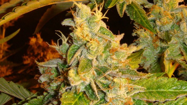 east coast sour diesel 2010 079.JPG