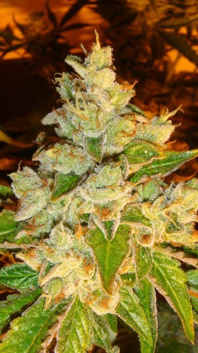 east coast sour diesel 2010 081.JPG