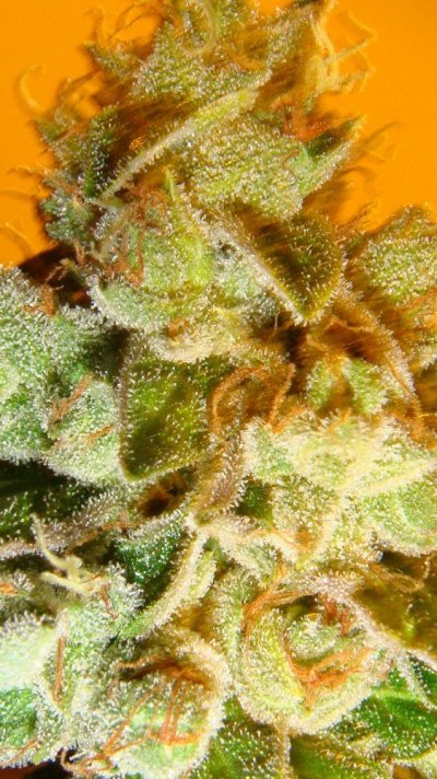 east coast sour diesel 2010 093.JPG
