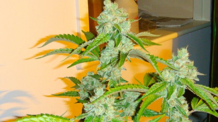 east coast sour diesel 2010 095.JPG