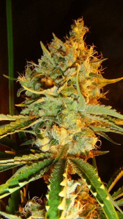 east coast sour diesel 2010 053.JPG