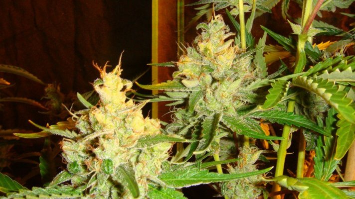 east coast sour diesel 2010 055.JPG