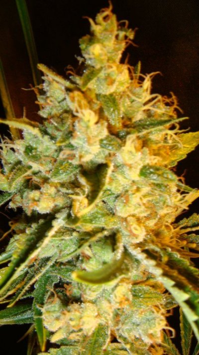 east coast sour diesel 2010 056.JPG