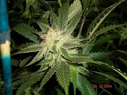 a-lil-bud-porn---ogrs-strawberry-kush-7.jpg