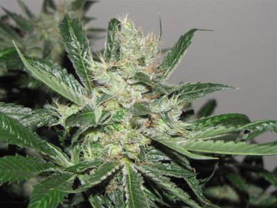 finished-bud-plant-shots-5.jpg