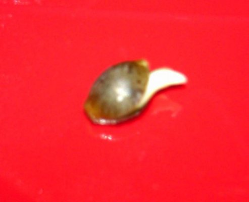 Seedsprout.jpg