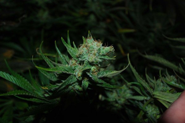 hazey-jones-2wks-left-4.jpg