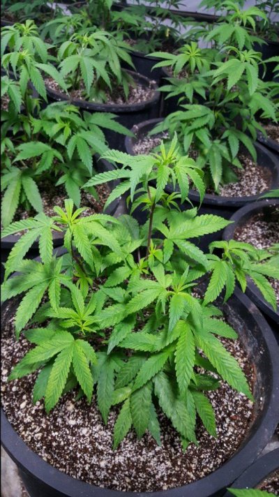 assistance-with-pale-slow-growth-red-stems---cocoperlite---gh-cocotek-nutrients-2.jpg