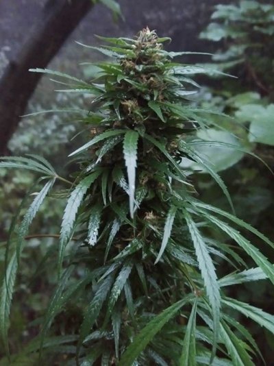 Pistils Turning Brown