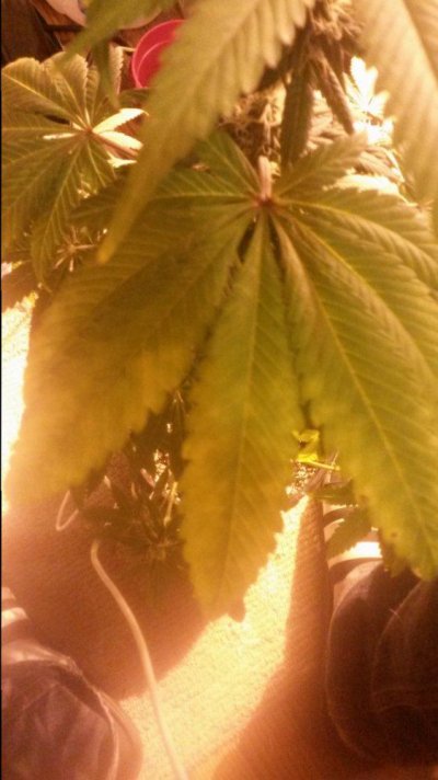 Hindu Kush Autoflower