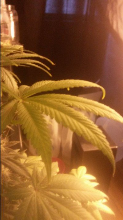 Hindu Kush Autoflower