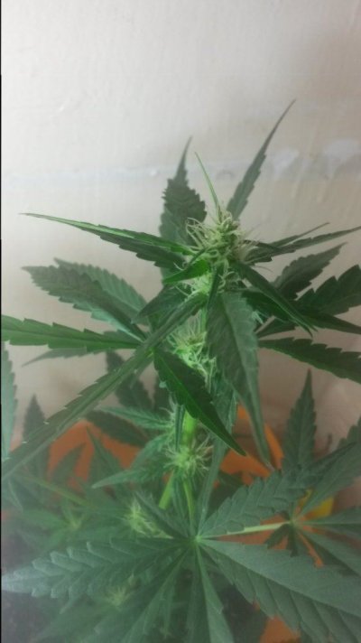 Hindu Kush Autoflower