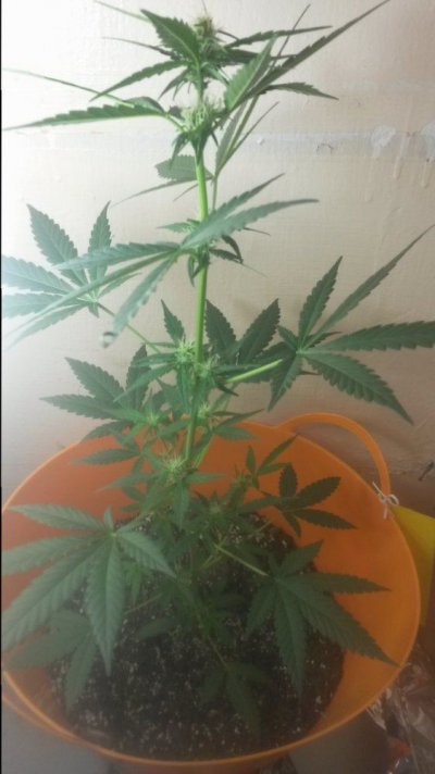 Hindu Kush Autoflower