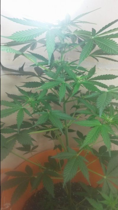 Hindu Kush Autoflower