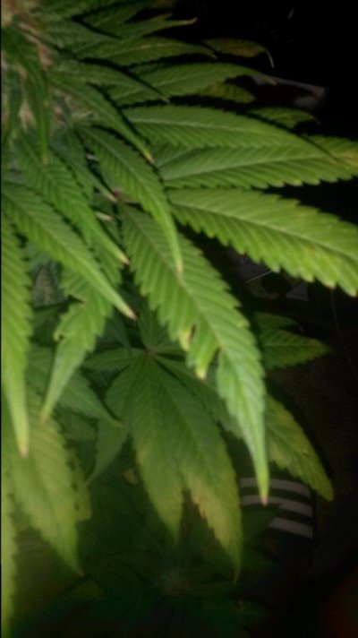 Hindu Kush Autoflower