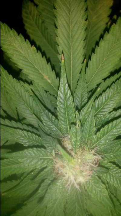 Hindu Kush Autoflower