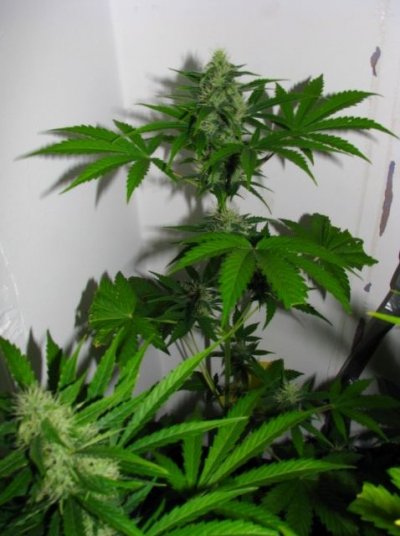 A Mix Of Auto's