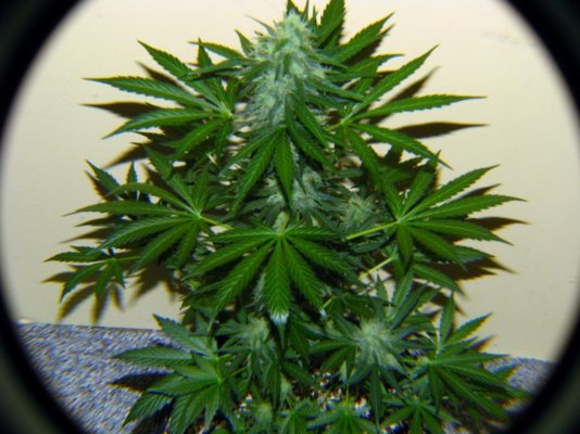 A Mix Of Auto's