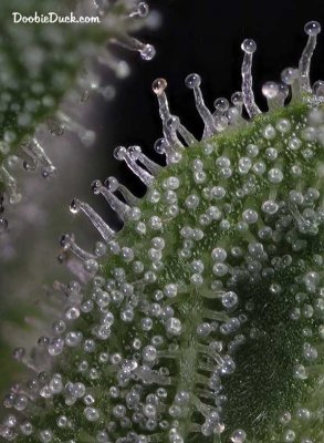 DoobieDuck's Macro Cannabis Images