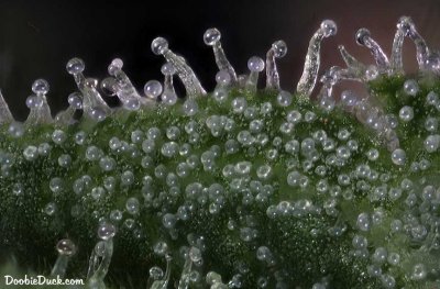 DoobieDuck's Macro Cannabis Images