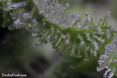 DoobieDuck's Macro Cannabis Images