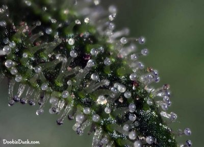 DoobieDuck's Macro Cannabis Images