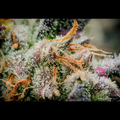Let's See Your Frostiest Flowers