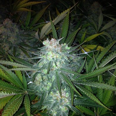 Skunk #1